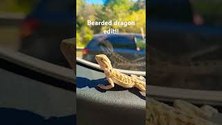 Bearded dragon edit beardeddragon beardeddragons [upl. by Duquette]