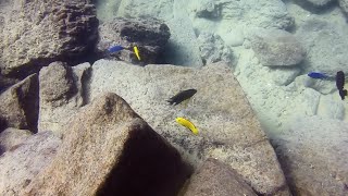 Labidochromis caeruleus at Mbowe Island [upl. by Hildagarde]