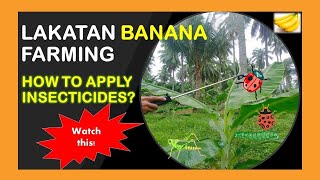 How to Apply Insecticides to Bananas  Lakatan Banana Farming [upl. by Thorr940]