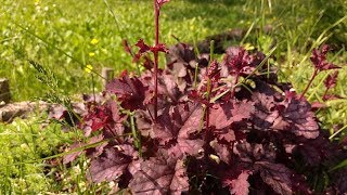 Heuchera palace purple [upl. by Irish793]