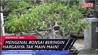 Mengenal Bonsai Beringin Harganya Tidak Main Main  Joko Winarso Kebun Bonsai Natural [upl. by Cordier]