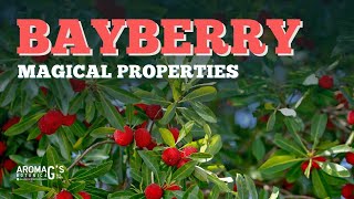 Bayberry Magical Properties [upl. by Bard]