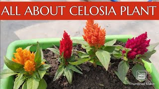 CelosiaCoxcomb Plant  Soil Care Fertilizer amp Propagation  How to Grow and Care Celosia Plant [upl. by Race]