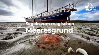 Was macht einen Segeltörn über das wattenmeer so besonders⚓Trockenfallen 💜 [upl. by Ieso517]