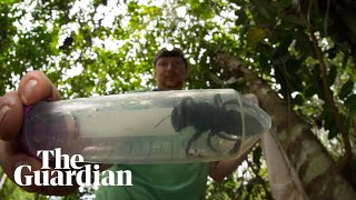 Worlds largest bee rediscovered in Indonesia [upl. by Adnaluoy]