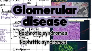 Glomerular disease nephtotic nephritic [upl. by Rigdon]