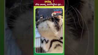 వామ్మో బోను తాళాన్ని విరగగొట్టేసిన పులి vstnewsz tiger power viralvideo wildanimals lion [upl. by Johns]