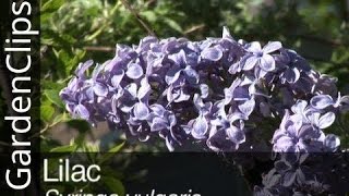 Lilac  Syringa vulgaris  Everything you need to know about Lilacs [upl. by Aleakcim737]