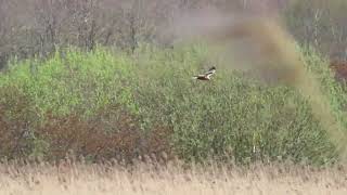 Bruine kiekendief in het Lauwersmeer [upl. by Calesta]