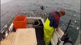 Extreme cod fishing Iceland [upl. by Forsta775]