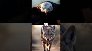 Animals Battle Arena Bald Eagle [upl. by Onifur441]