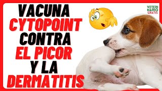 CYTOPOINT LOQUIVETMAB 🔴 VACUNA CONTRA LA DERMATITIS ATÓPICA Y EL PICOR EN LA PIEL DE LOS PERROS [upl. by Isolda]