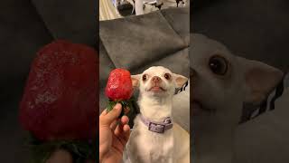 My chihuahua hates strawberry😂😂 [upl. by Tomlinson]