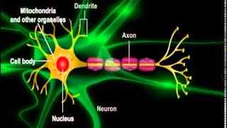 What are neurons and how do they work [upl. by Aubin]