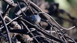 California Gnatcatcher [upl. by Mur825]