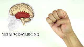 How to learn major parts of the brain quickly [upl. by Nibram]