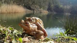 Naturdokumentation  Frösche bei der Paarung und beim Ablaichen [upl. by Nilek]