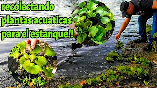 recolectando Plantas Acuaticas para nuestro Estanque [upl. by Brawley]