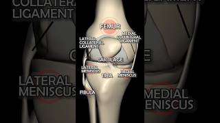 A Visual Breakdown of Knee Joint Anatomy From Bones to Ligaments [upl. by Lorrimor]