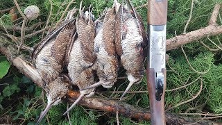 Woodcock Hunting over Spaniels Ireland 2017 [upl. by Ninnetta496]