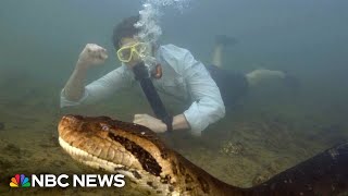 Scientists discover the worlds largest snake species [upl. by Kolnick635]