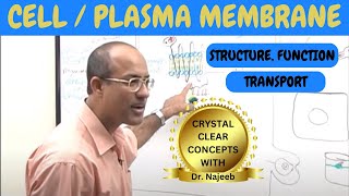 Cell or Plasma Membrane  Structure  Function amp Transport🧬 [upl. by Aniahs]