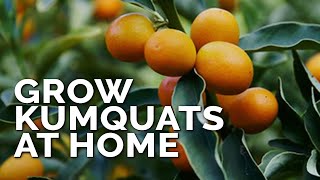 How to Grow Kumquat Trees in Containers Pt 1 [upl. by Telford]