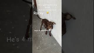 He’s dangerous watch out 🤫 funnydogs animals cute [upl. by Marcella318]