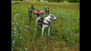 How to wear out a Catahoula Leopard Dog [upl. by Nnylyt]