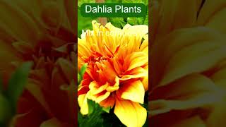 Dahlia growing tips how to growyourown Dahlias from home [upl. by Sesmar]