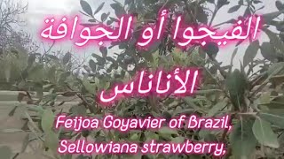 الفيجوا أو الجوافة الأناناس شجرة دائمة الخضرةFeijoa Goyavier of BrazilSellowiana strawberry [upl. by Flatto908]