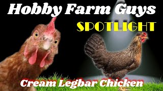 HFG Farm Animal Spotlight Cream Legbar Chicken [upl. by Calendre]