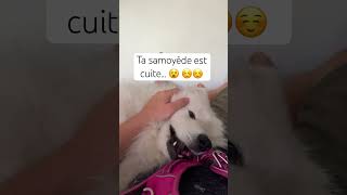 Ta samoyède pourtoi humour chien est épuisée après une balade [upl. by Dianuj438]