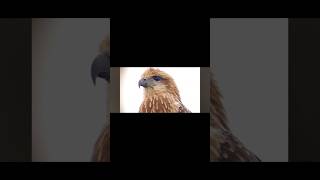 Never seen before Closeup Brahminy Kite birds brahminykite bird [upl. by Enohs]