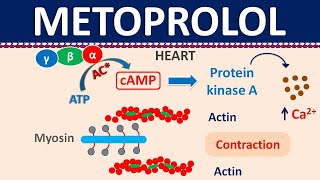 Metoprolol  Mechanism side effects precautions amp uses [upl. by Benny]