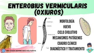 Enterobius vermicularis OXIUROS  Morfología Ciclo de vida Clínica Diagnóstico Tratamiento [upl. by Akkeber]