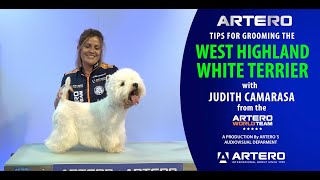 Grooming the Westie West Highland White Terrier Handstripping by Judith Camarasa [upl. by Akla]