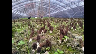 morel mushroom  morchella [upl. by Annovaj]