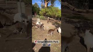 Wallaby🦘🇦🇺 wallaby cute southaustralia [upl. by Ravid]