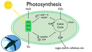 Photosynthesis Fun in the Sun [upl. by Hanima124]