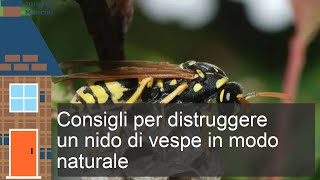 Come distruggere un nido di vespe [upl. by Battista]