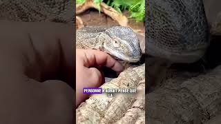 Lézard Attachant et Son Gardien shorts animaux lézard [upl. by Montanez]