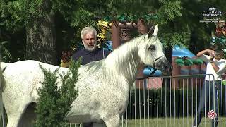 Bialka 2024 2nd Polish Classic Show Class 3B [upl. by Aed]