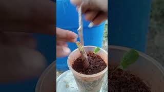 rootstock grafting plant care shortvideo viral part 229 [upl. by Guimar]