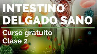 INTESTINO DELGADO SANO ¡Curso gratuito Clase 2️⃣ [upl. by Nycila]