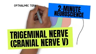 2Minute Neuroscience Trigeminal Nerve Cranial Nerve V [upl. by Kippy224]