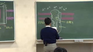 2014年度 細胞学概論・3ミトコンドリアと葉緑体（3234） [upl. by Joktan390]