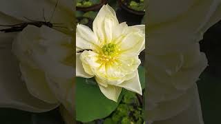 Amazing white Lotus lotusflower lotusblooming nature like subscribe [upl. by Neffets]