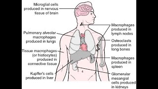 Reticuloendothelial System or Tissue Macrophages System [upl. by Eisler]