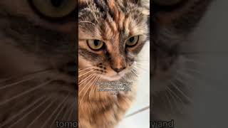 Cat calendar shortsvideo cat pets cuteanimal catlover youtubeshorts shortssubscribeyoutuber [upl. by Gregorius]